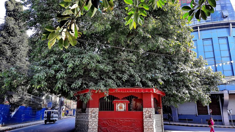 Kumari's temple at the root of a large Pipal tree in the main square of the Kamalpokhari of Kathmandu Metropol