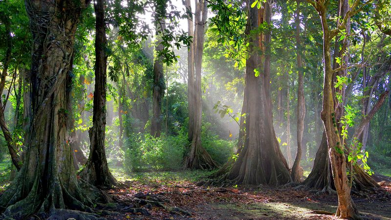walk in the forest; Puerto Viejo de Talamanca - https://www.juhele.blogspot.com