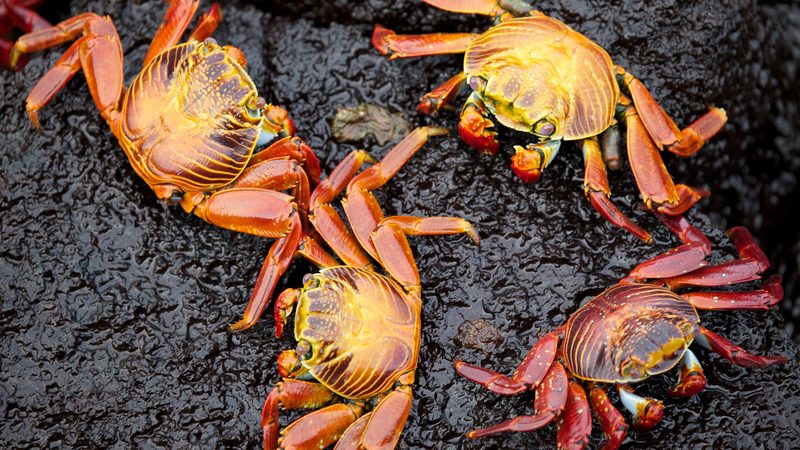Galapagos orange Crab (Grapsus grapsus)