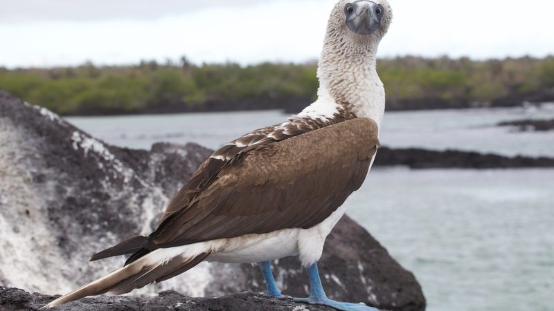 A Blue-footed Booby on Santa Cruz, Galapagos Islands, Ecuador.