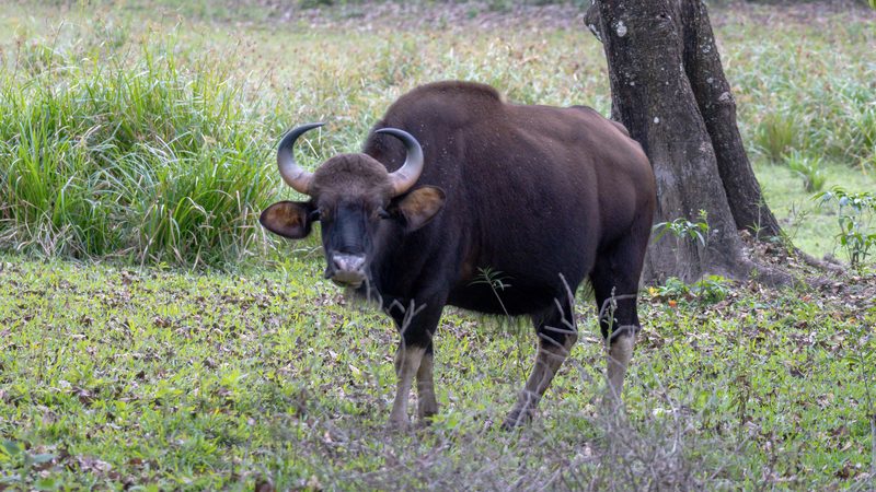 Periyar National Park - Periyar National Park Forest
