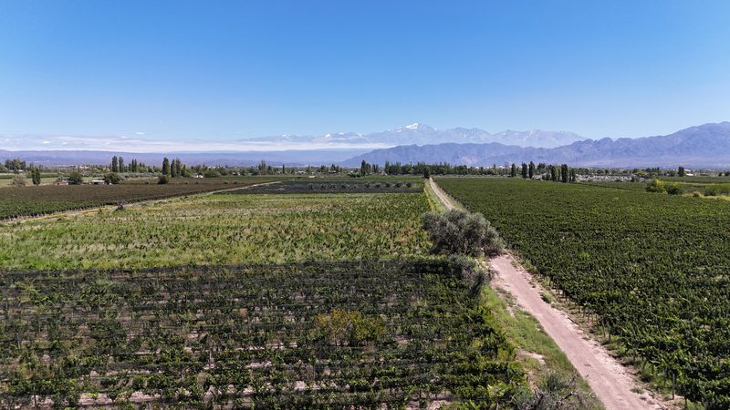 Aerial view of the CICLO ANDINO vineyard