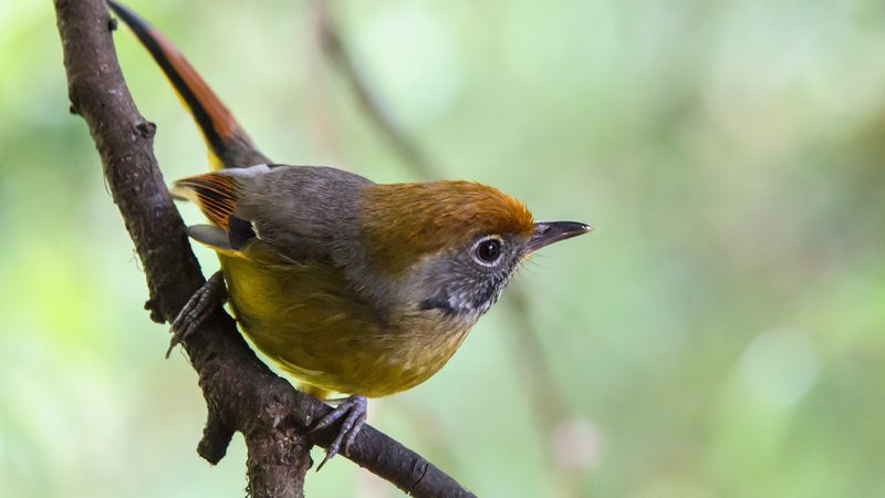 Also known as chestnut-tailed minla This photo is published under Creative Commons Attribution-Share-Alike Lic