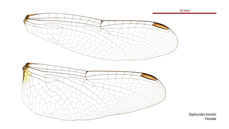 Wings of a female Chalky Percher, Diplacodes trivialis, a dragonfly in the family Libellulidae. Australian Mus