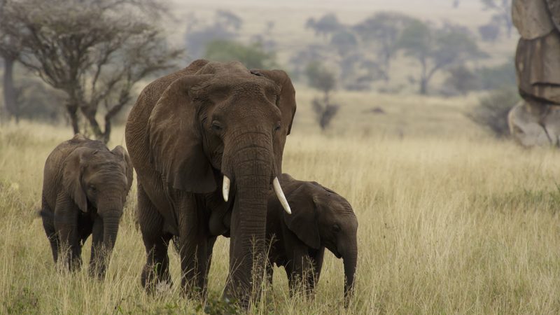 Serengeti National Park, Tanzania - The image was taken during 5 weeks of traveling on an overlander camping t
