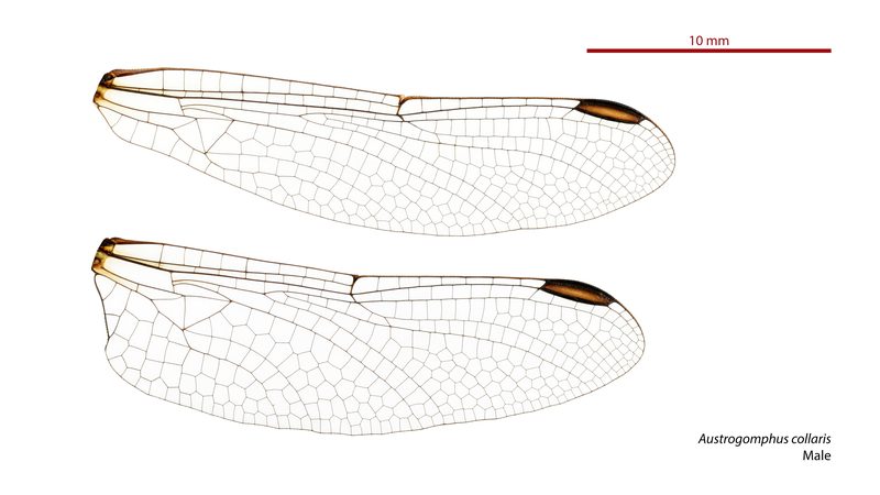 Wings of a male Western Inland Hunter, Austrogomphus collaris, a dragonfly in the family Gomphidae. Australian