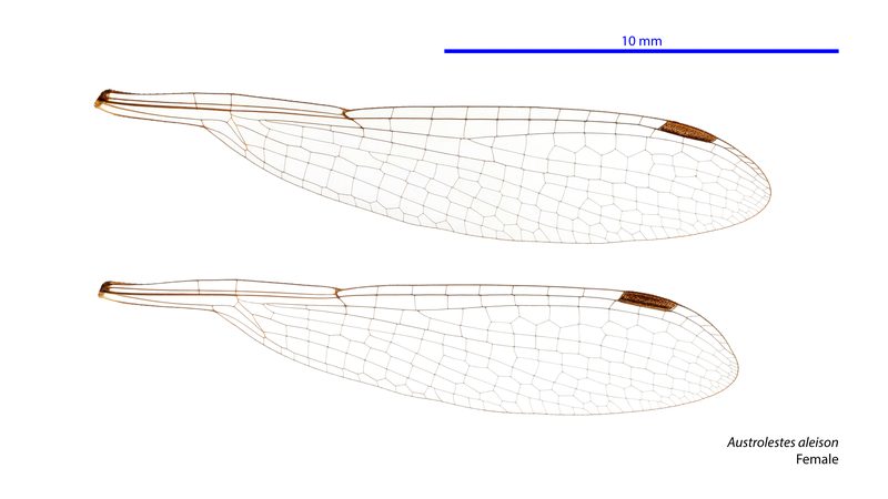 Wings of a female Western Ringtail, Austrolestes aleison, a damselfly in the family Lestidae. Australian Museu