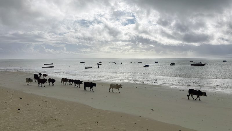 Cattle walking down the beach in Paje, Zanzibar